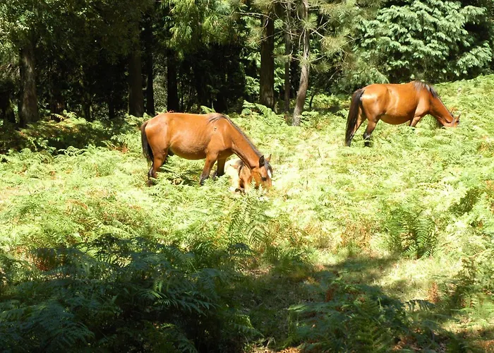 Monte Abades Hétvégi ház Terras de Bouro